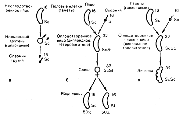  . 2.      : )   ; )  ; )   ,     ( . . , 1964) 